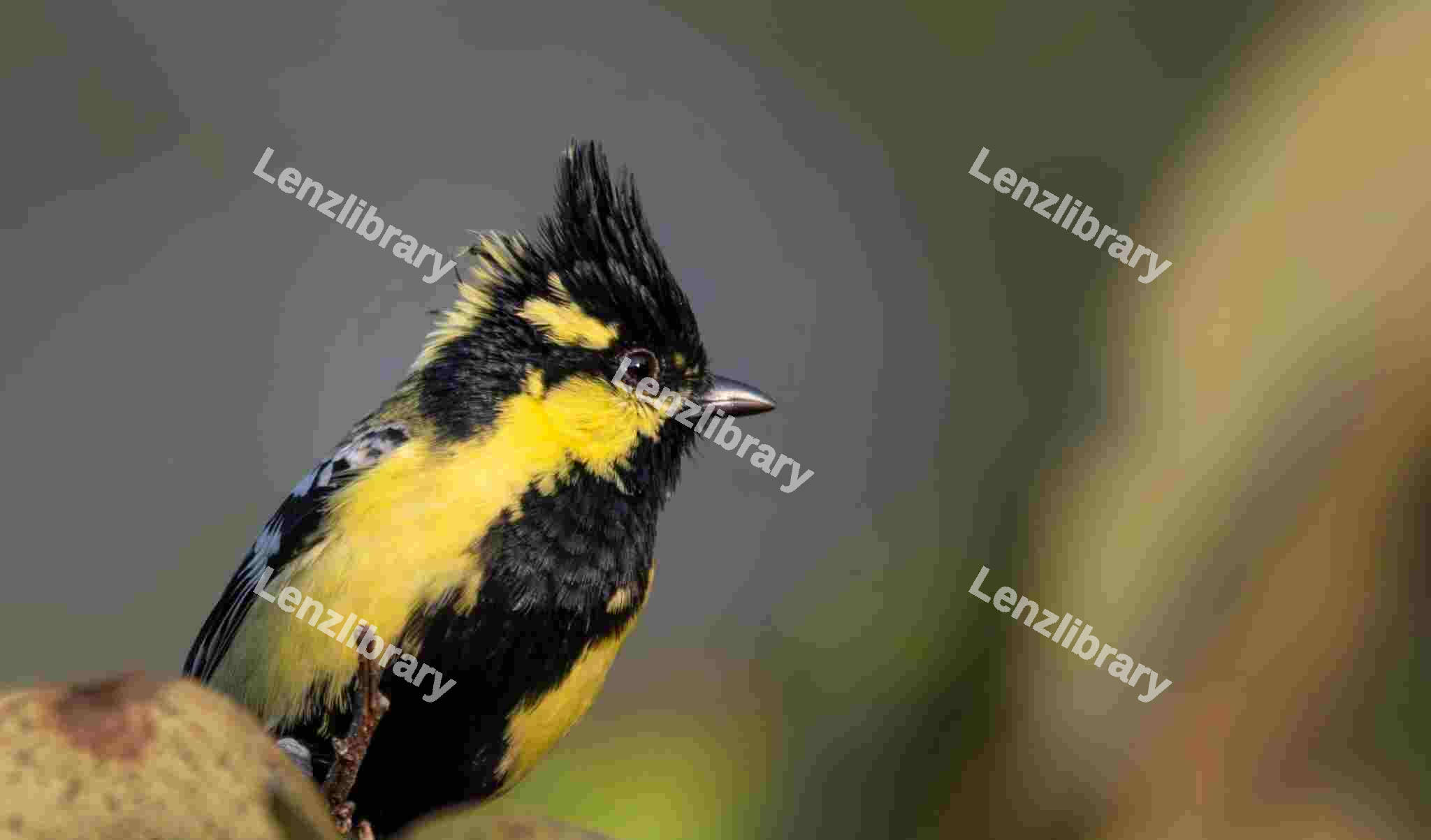 Himalayan black-Lored Tit